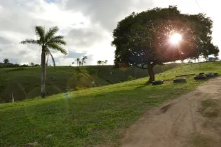 飞翔，天空，太阳，植物，树木，生长，自然之美，草