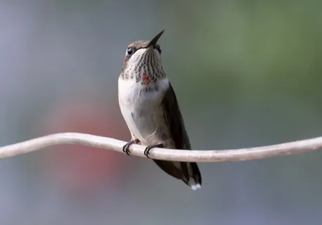 蜂鸟,幼鸟,红宝石,鸟,自然,野生动物,蜂鸟,野生动物 蜂鸟,幼鸟,红宝石,鸟,自然,野生动物,蜂鸟,野生动物