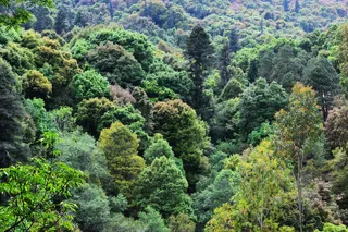 墨西哥，奇科矿物，自然，绿色，森林，树木，树木，植物