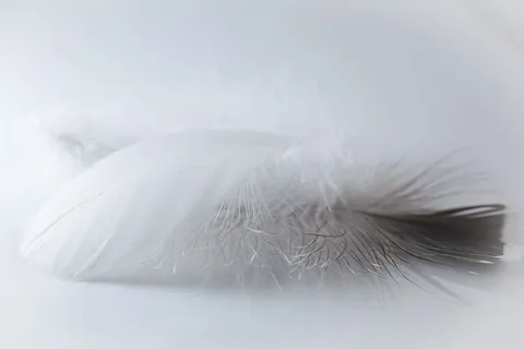 羽毛的选择性聚焦摄影 羽毛的选择性聚焦摄影
