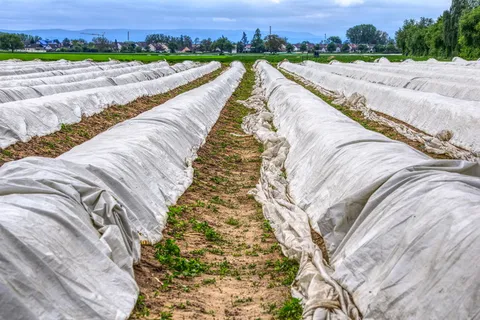 芦笋，芦笋田，飞机，阿克飞机，自然，蔬菜，吃，绿芦笋