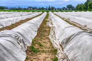 芦笋，芦笋田，飞机，阿克飞机，自然，蔬菜，吃，绿芦笋