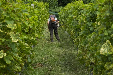 葡萄，葡萄栽培，酿酒师，葡萄藤，水果，葡萄酒种植，葡萄藤，葡萄砧木