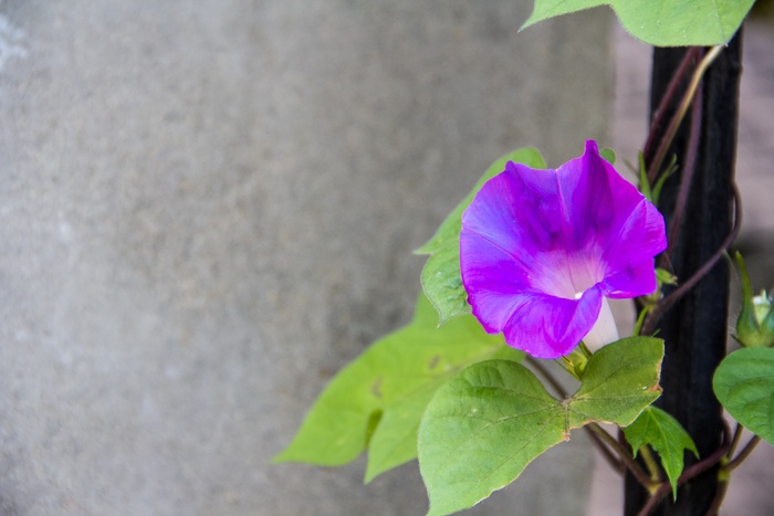 牵牛花，花，植物，花，紫色，春天，夏天，花园