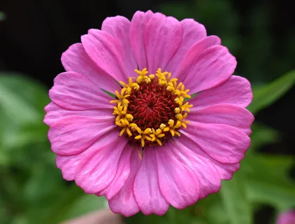 百日草,粉色,花朵,花朵,开花植物,自然之美,花瓣,花头 百日草,粉色,花朵,花朵,开花植物,自然之美,花瓣,花头