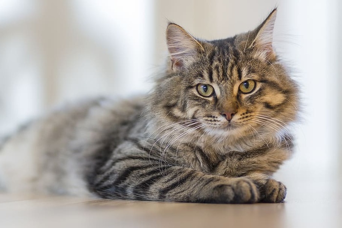 躺在白色地面上的灰斑猫
