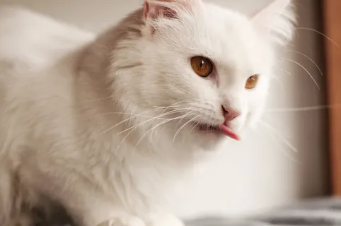 可爱,猫,动物,宠物,肖像,有趣,搞笑,舌头 可爱,猫,动物,宠物,肖像,有趣,搞笑,舌头