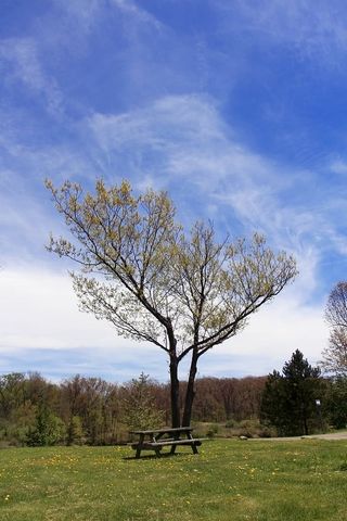 野餐桌，树，树荫，野餐，树荫，座位，安静，吃