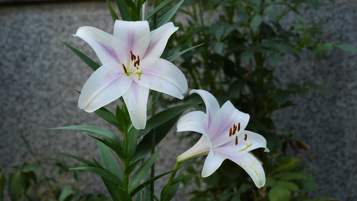 白色，花，自然，夏天，花瓣，花粉，蜂蜜，颜色