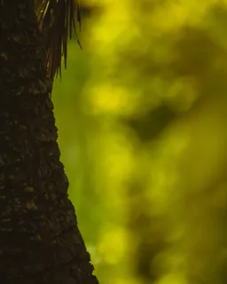 肯尼亚，内罗毕，黄色，树木，自然，树木，植物，树干