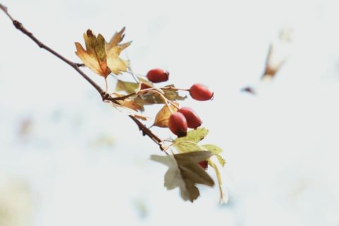 红色浆果，叶子，植物，鸟，动物，食物，树，水果