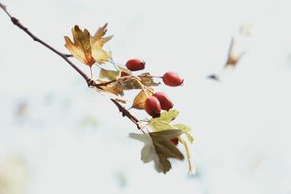 红色浆果，叶子，植物，鸟，动物，食物，树，水果