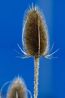 荆棘花，植物，自然，多刺，蓝色，花，特写，没有人