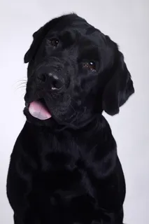 拉布拉多，舌头，歪头，狗，狗，宠物，一种动物，家养