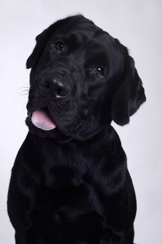 拉布拉多，舌头，歪头，狗，狗，宠物，一种动物，家养