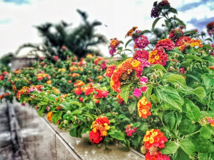 各色马缨丹花卉衬里