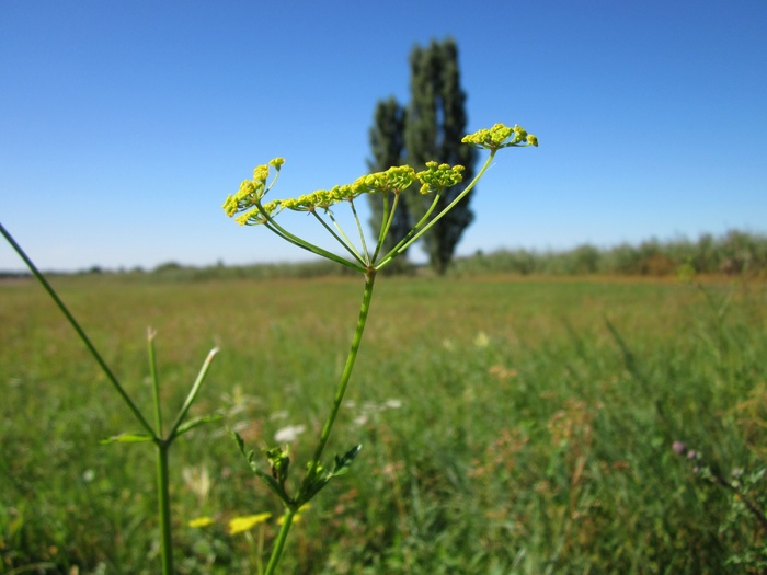 pastinaca sativa，防风草，野生，植物，野花，蔬菜，植物学，物种