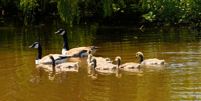 加拿大鹅，家庭，鹅，初夏，幼，湖，水，自然
