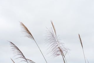 草，植物，草坪，芦苇，鸟，动物，棍子，藤条