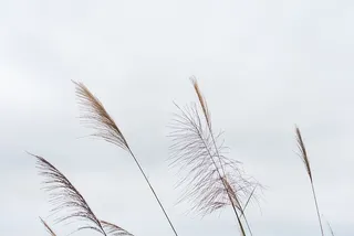 草，植物，草坪，芦苇，鸟，动物，棍子，藤条