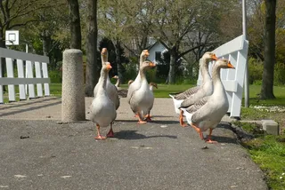 鹅，桥，甘泽玛斯，跟随，蹒跚，鸟，水鸟，羽毛