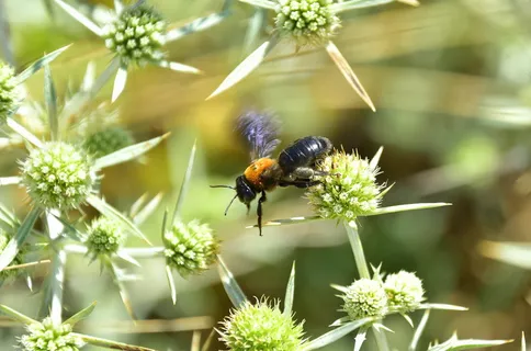 花园，花，昆虫，植物，开花，田地，无脊椎动物，昆虫