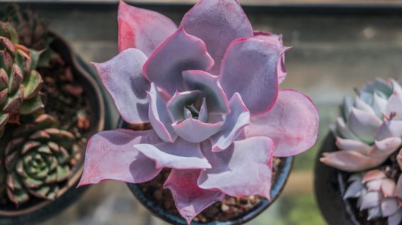 植物，花朵，花朵，花瓣，花瓶，陶器，罐子，盆栽植物