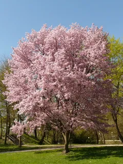 樱花树,樱花,开花,开花,树,日本樱花,日本开花樱花,樱桃 樱花树,樱花,开花,开花,树,日本樱花,日本开花樱花,樱桃