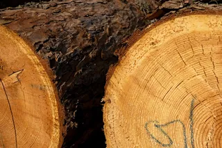 戒指，部落，木材，失败者，提取，树，宏观，树皮