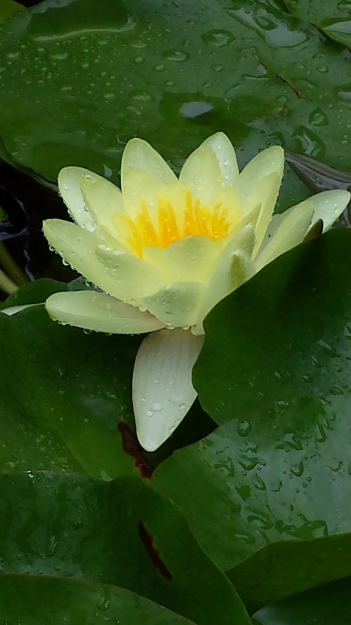 水礼来，池塘，花卉，植物，天然，开花，开花，花瓣