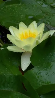 水礼来,池塘,花卉,植物,天然,开花,开花,花瓣 水礼来,池塘,花卉,植物,天然,开花,开花,花瓣