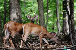 美国、北波托马克、白尾鹿、鹿、doe、雄鹿、森林、树木