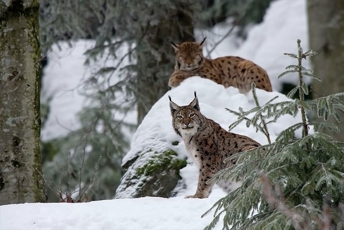 野生动物，山猫，野生动物