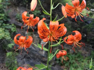 散射，花，深度，镜头，相机，花，生长，橙色