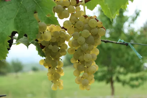 葡萄酒,葡萄,葡萄,krems,葡萄园,白葡萄酒,rivaner,müller turgau 葡萄酒,葡萄,葡萄,krems,葡萄园,白葡萄酒,rivaner,müller turgau
