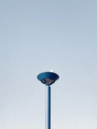 环嘴鸥栖息在蓝色金属支架上的低角度照片