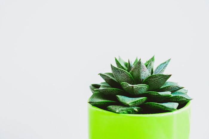 绿色盆栽上绿色多汁植物的极简摄影