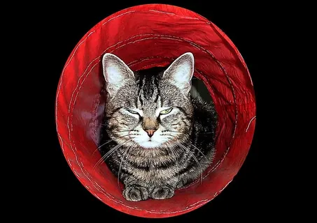 猫，梦幻，甜蜜，宠物，家猫，可爱，家养，家养动物