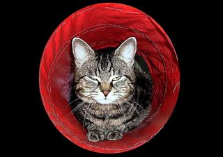 猫，梦幻，甜蜜，宠物，家猫，可爱，家养，家养动物