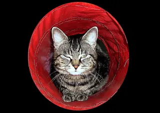 猫，梦幻，甜蜜，宠物，家猫，可爱，家养，家养动物