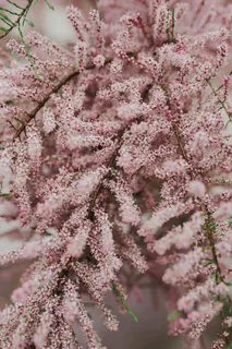 树在早春开花 树在早春开花