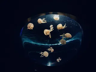 水族馆内的水母