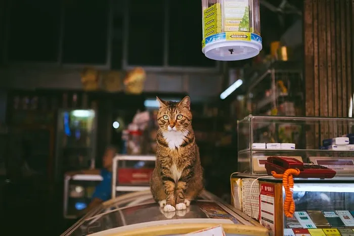 棕色斑猫