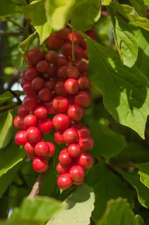 活力浆果,浆果,水果,成熟过程,植物,自然,祝福你,健康 活力浆果,浆果,水果,成熟过程,植物,自然,祝福你,健康