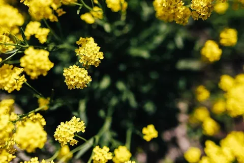 小黄花 小黄花