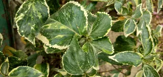 混合、颜色、彩色、黄色、蓝色、设计、绿色、油漆