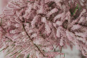 树在早春开花
