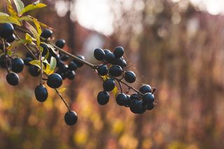 黑醋栗选择性聚焦镜头