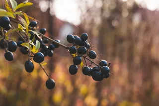 黑醋栗选择性聚焦镜头