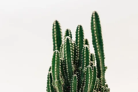 仙人掌特写摄影 仙人掌特写摄影